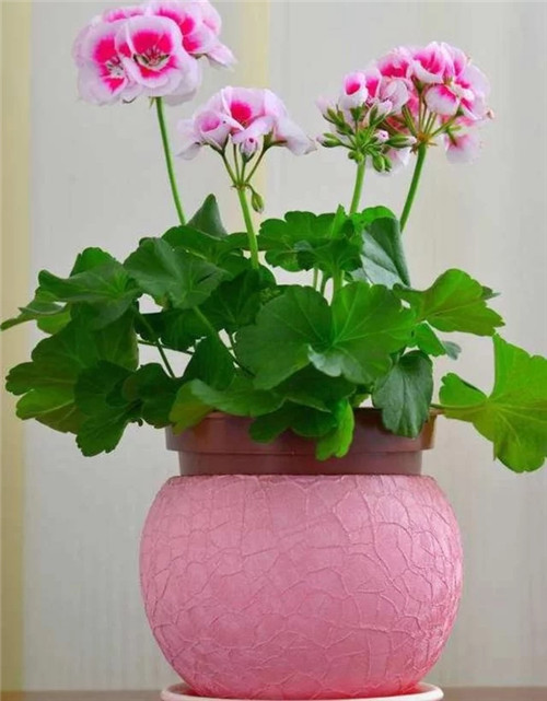 常見的旺家花卉，家里有嗎