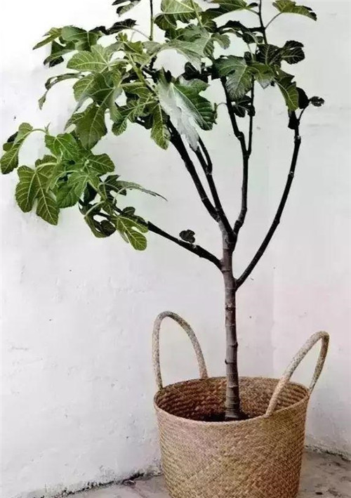 這樣插花，即使花謝了屋子依然會很美
