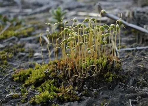農(nóng)村這種非常矮小的植物，價格很珍貴