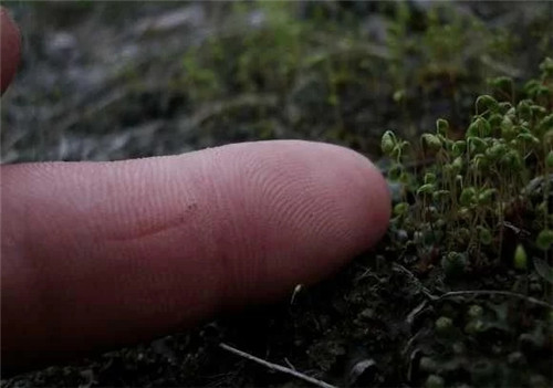 農(nóng)村這種非常矮小的植物，價格很珍貴