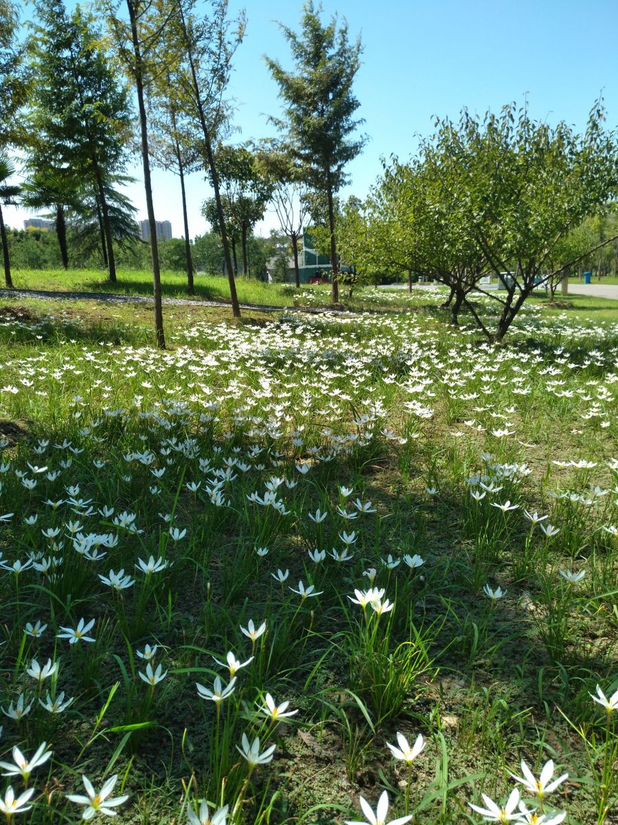 園冶杯專業(yè)獎(jiǎng)：戴家湖公園生態(tài)修復(fù)工程