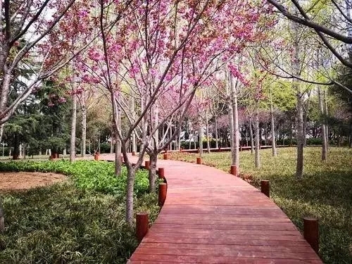 園冶杯專(zhuān)業(yè)獎(jiǎng)：青島市普寧路游園景觀工程