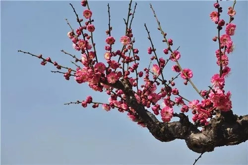 這一次，牡丹能當上中國的國花嗎？
