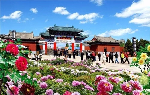 這一次，牡丹能當上中國的國花嗎？