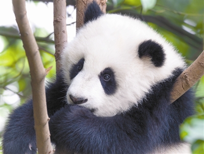 中國(guó)在推動(dòng)生物多樣性保護(hù)方面占中心地位
