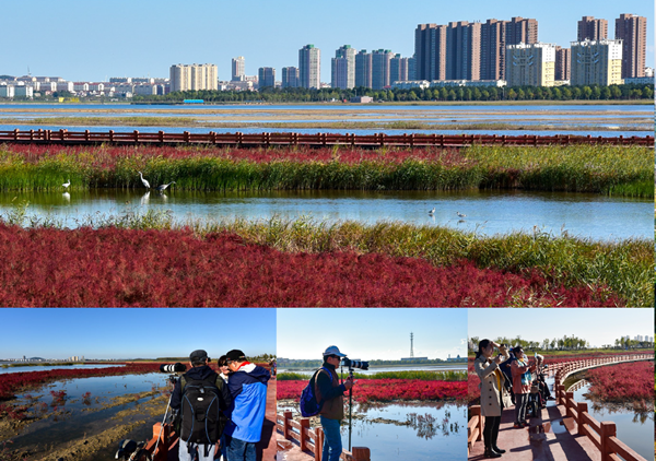 咸水濕地的重生——山東乳山潮汐湖濕地公園設(shè)計(jì)分享