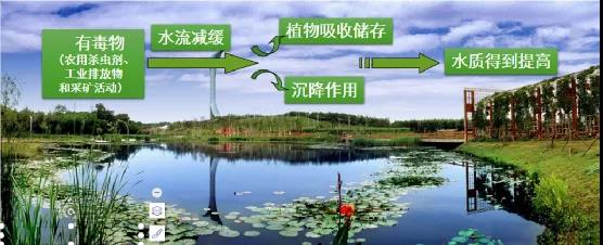 鮑達明：加強濕地保護，促進綠色發展