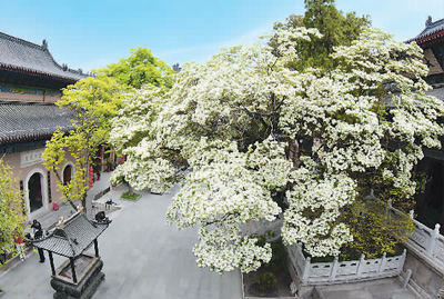 中國(guó)古樹(shù)名木已是興旺的“大家庭”
