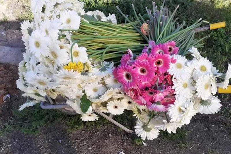大量花展取消，花卉業何去何從？
