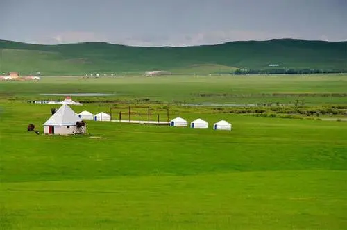 守護(hù)好現(xiàn)存草原中的“大熊貓”