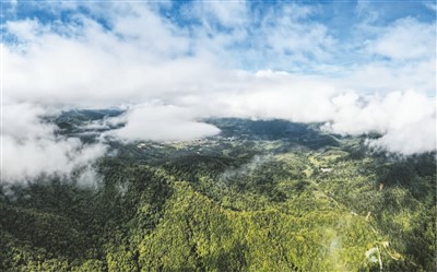 走進(jìn)海南熱帶雨林國(guó)家公園——展示熱帶雨林之美
