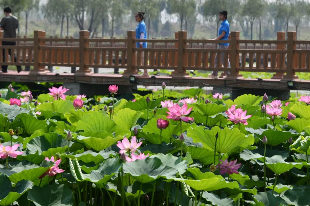 媒體批沿黃河地區“一縣一濕地一縣一公園”做法