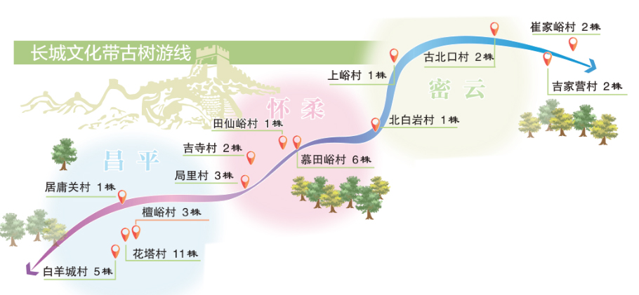 北京發(fā)布長(zhǎng)城文化帶古樹主題游線