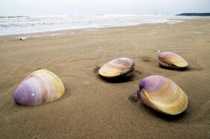 迎國際生物圈保護區(qū)日 關注海岸帶文態(tài)空間